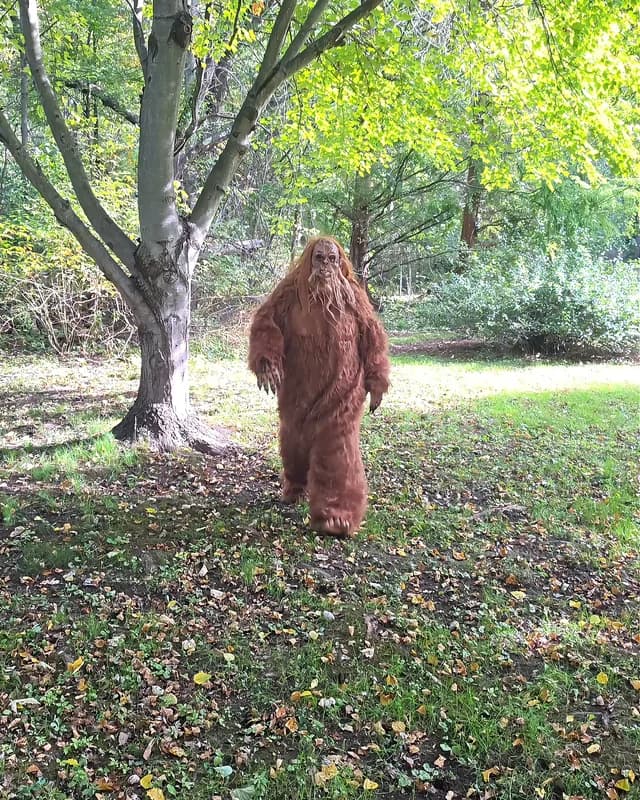 Sasquatch walking toward the camera in a wooded clearing